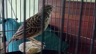 BURUNG BRANJANGAN PARVA CALON GACOR KONSLET