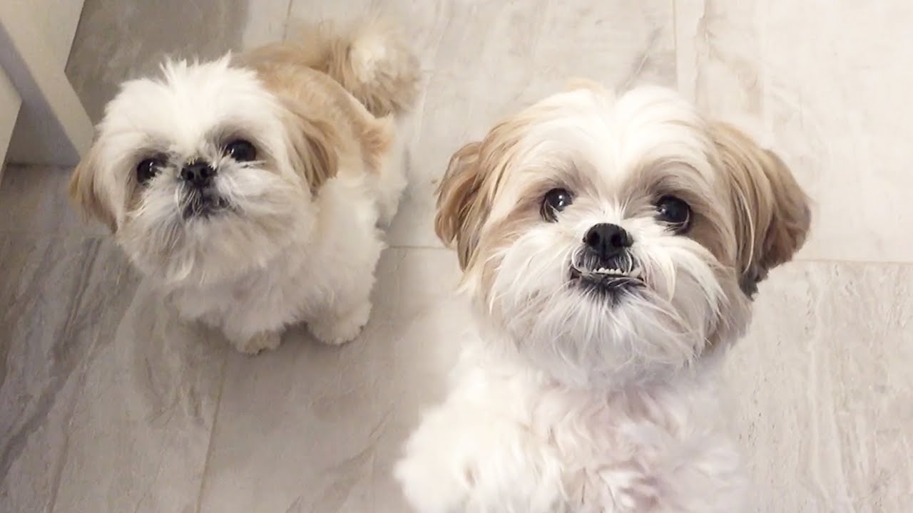 [shih tzu] Furry Duo Cuteness - YouTube