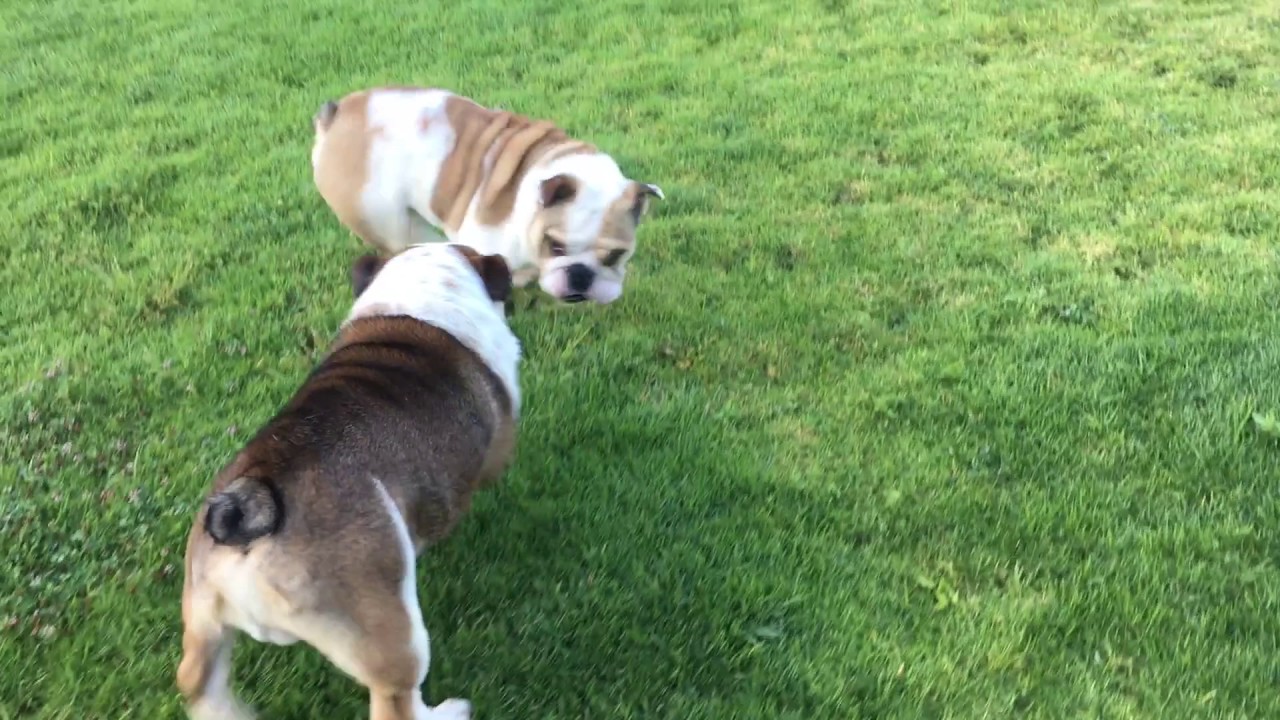 OPTIMUS PRIME Y POSEIDON puppy paradise