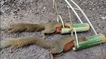 An amazing easy bambo traps to catch squirrels  and  good traps