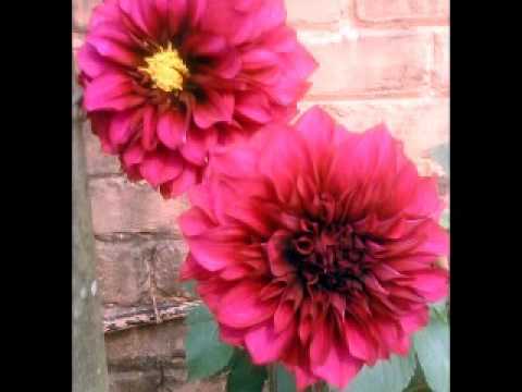 Sajan Rai - Sagar bhanda