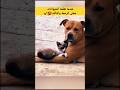 عندما تعل منا الحيوانات معنى الرحمة والتسامح 