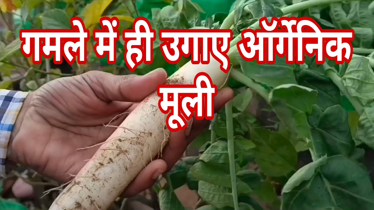 How to grow organic radishes in a pot