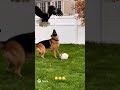 Собака защитник🥹 #sora #funny #sora2 #memes #мем #cat #прикол #сора #собака #shorts