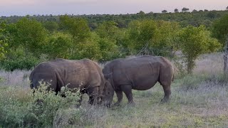 Rhino with calf ✨️ #rhinos #southafrica #krugernationalpark  #protectourwildlife