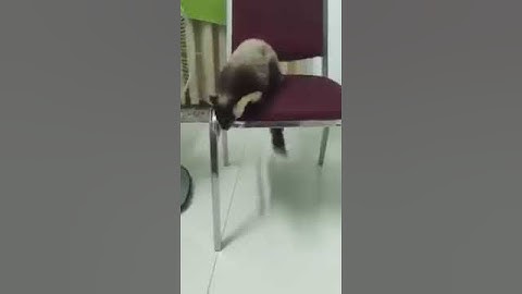 Sóc Đen Côn Đảo