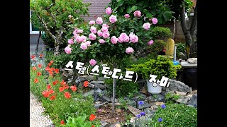 작은뜰의 행복가꾸기#몸값을하는스템(스텐다드)장미#볼수록황홀한장미#이것이스템장미이다#ㅎ