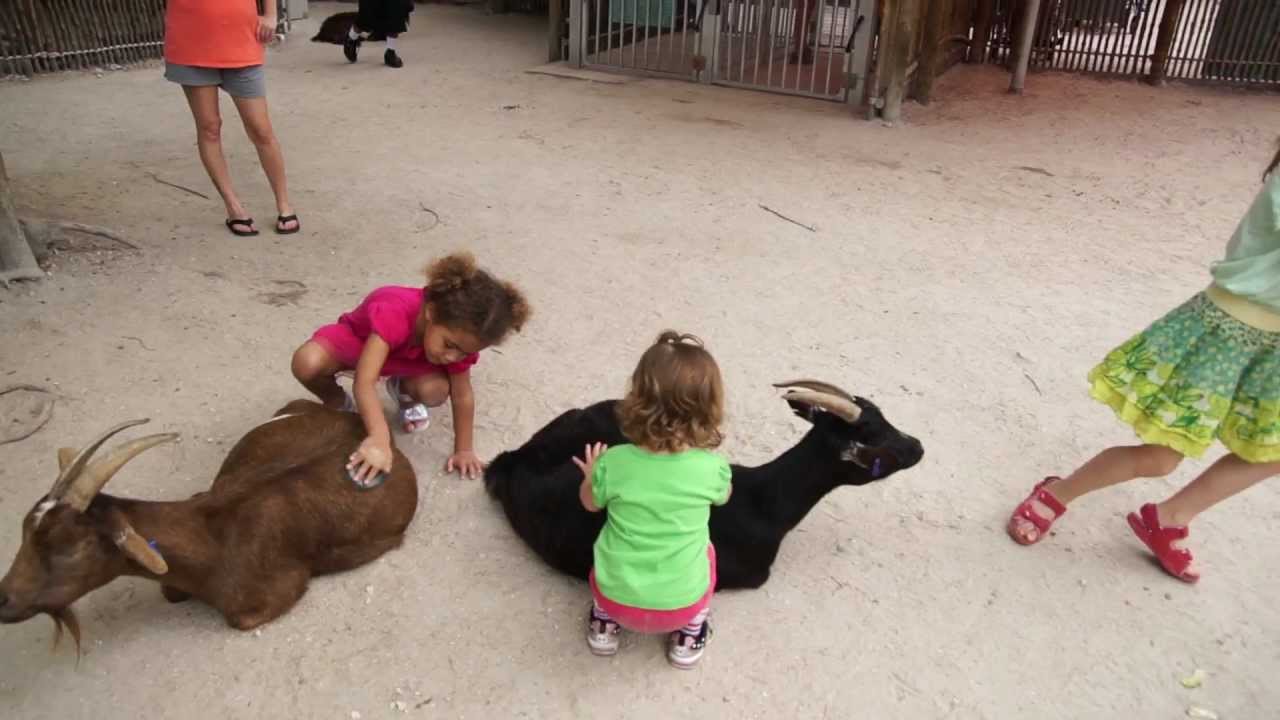 lion country safari petting zoo