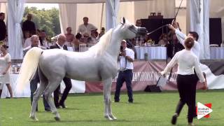 N.87 MOUNTASSAR AL ZOBAIR - Chantilly 2015 AWC - Stallions 7 years old and above (Class 10)