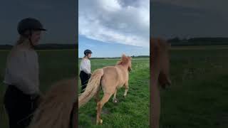 Have you ever galloped bare back?❤️🫶💗 #horse #horseriding #equestrian #pony