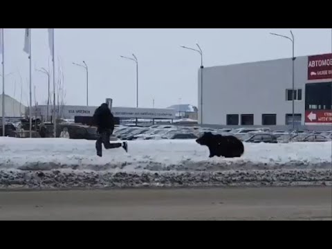 Video: Why Have Bears Moved Closer To Cities In Siberia?