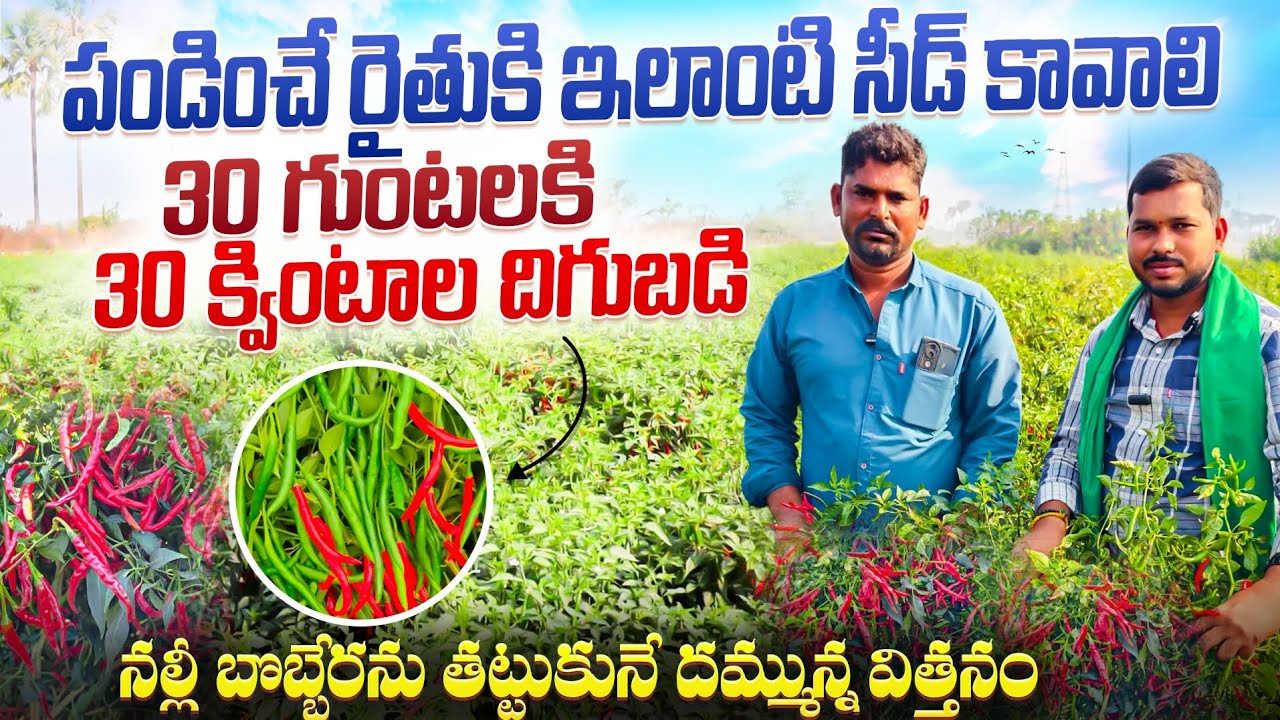 మిరప తోట వేసుకుంటే ఇలాంటి విత్తనం వేసుకోవాలి అంటున్న ఖమ్మం రైతు శ్రీను గారు 🙏🙏