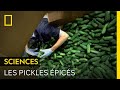 Les secrets de fabrication des pickles pics