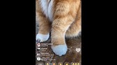 パーフェクト生命 歌ってみた Eve Youtube パーフェクト生命 歌ってみた Eve Youtube