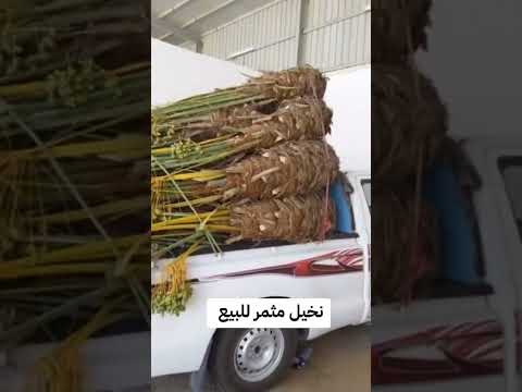 نخيل الرياض المزاحميه الخرج شقراء الدوادمي عفيف