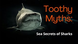 Underwater: Debunking Myths About Sharks