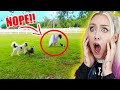 SOMETHING CREEPY SCARED OUR DOGS! (YOU WON'T BELIEVE WHAT IT IS!) | Skyesfamily