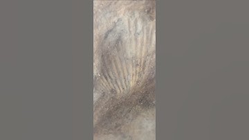 I Found a Brachiopod Fossil Impression in an Ancient River Rock Today