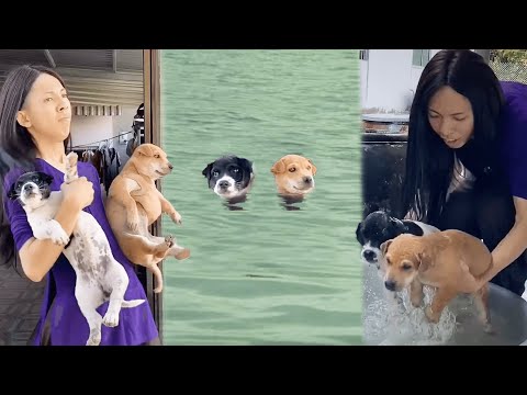 CÔ GIÁO CÁM Tập Bơi... CHO CHÓ và CÁI KẾT| Võ Thành Ý, Má Cám | Tik Tok Triệu View #247