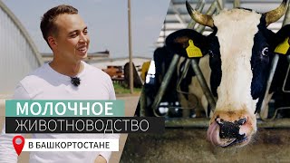 Молочное животноводство в Башкортостане | Ильнур Халитов