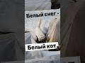Почему так жесток снег