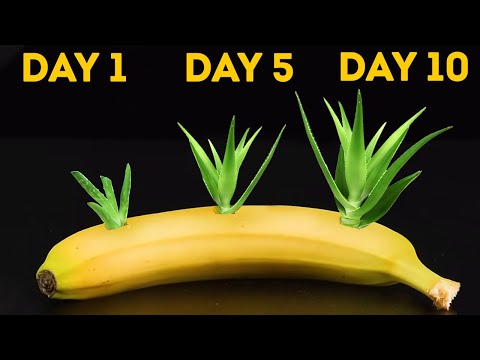Wideo: Jak sadzić i hodować bandanę