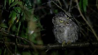 Mountain Scops Owl From Himachal Pradesh on 18 September 2022