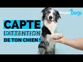 Comment avoir un chien plus attentif   astuces 