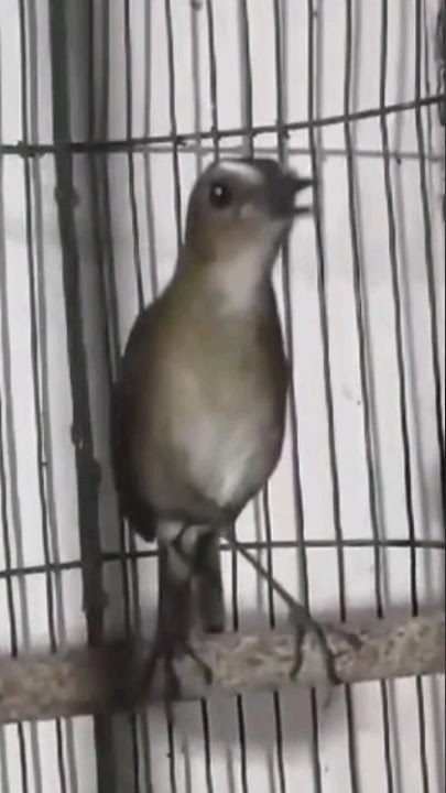 Burung Jongkangan Gacor Nyuling Ngeriwik Fighter #jongkangan #shorts #burung