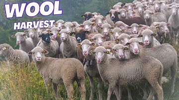 How to Harvest Wool from sheep shearing & Amazing Modern Automatic Wool processing in factory