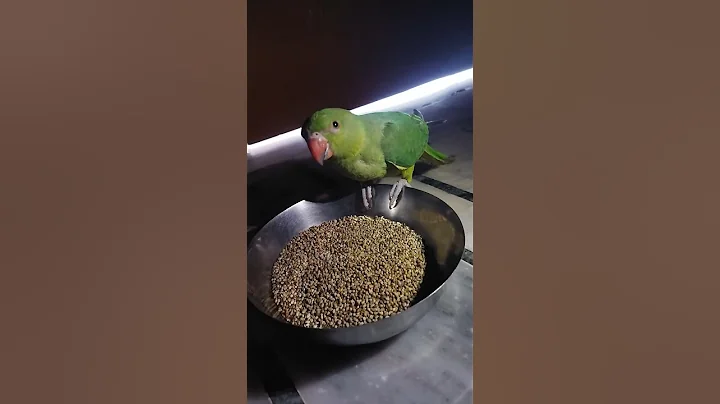 ye mithu talking parrot cute ❤️