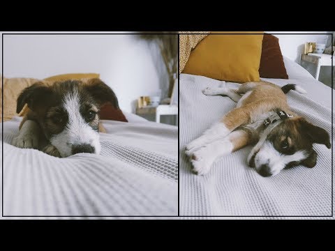 Videó: Miért Adja Kutyája A Mancsát? Déli élet