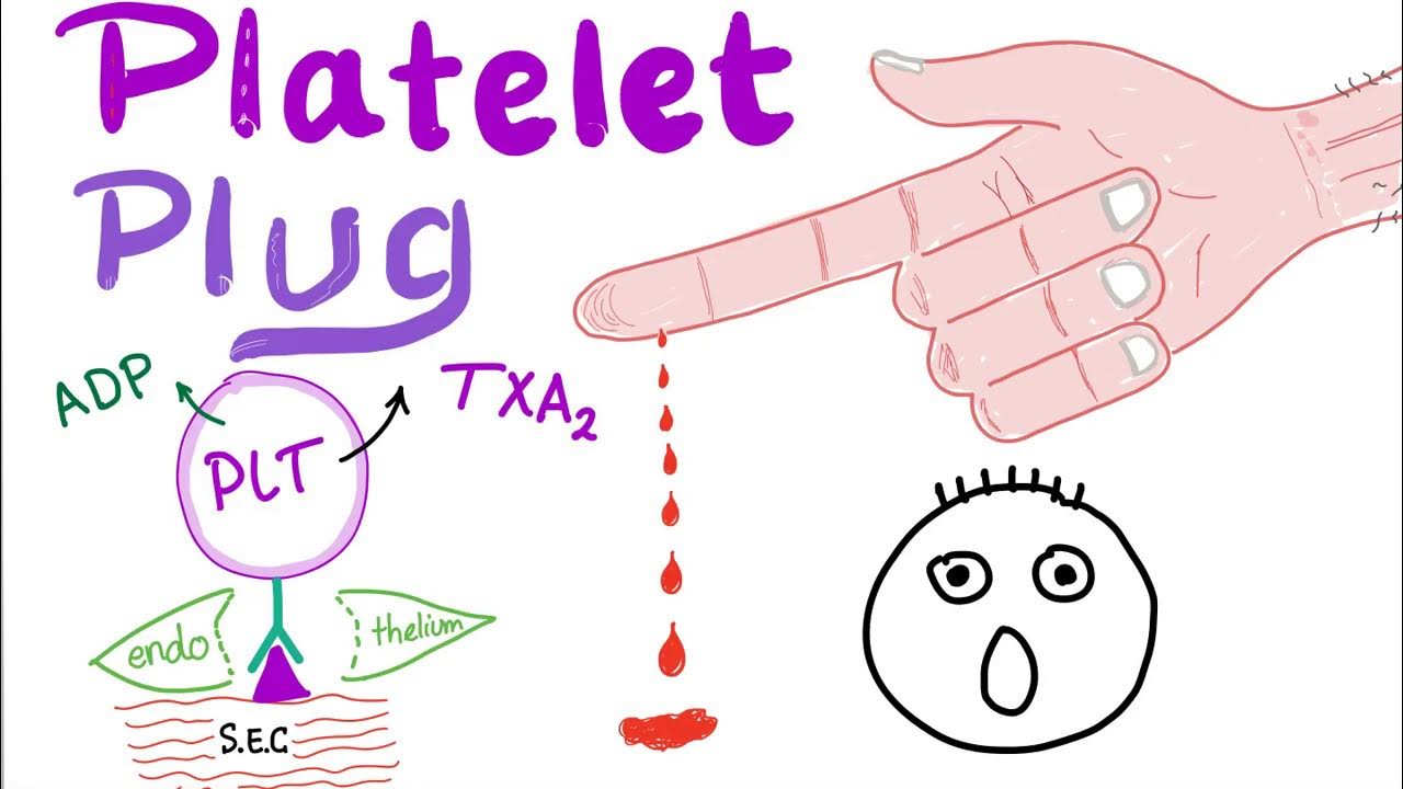 Platelet Plug (Primary Hemostasis) How The Clot Forms! YouTube
