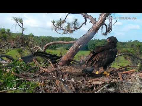 Man Overboard - Dandy "Fludges!" | Eagle Country Bald Eagles 5.16.19