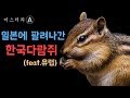 일본에 팔려나간 한국 다람쥐 이야기 / 세계에서 가장 유명한 한국 다람쥐