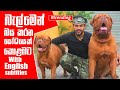 බැල්මෙන් බය කරන යෝධයෙක් කොළඹට | Dogue de Bordeaux | Pet Talk