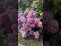 The Magical Hydrangeas, Nature’s Color Changing Blooms.. Shorts#gardening #peacefulwaves