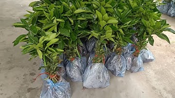 Bưởi Ruby-tubtimsiam-Thái Lan.cây giống đầu dòng.0976221599.