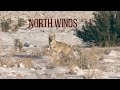 COYOTE HUNTING - Wind and Snow