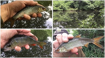 🎣 A return visit to the pond and another enjoyable angling session