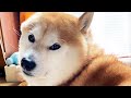 変な体勢に見合わないドヤりを披露する柴犬