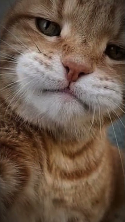 kucing oyen nih boss senggol donngs😎😼