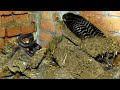 देखिए इस घर में भयंकर काला नाग कहां छुपा हुआ था। Dangerous Venomous Snake Rescue by Hausla