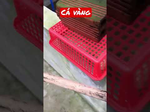 Video Thăm Trại Nuôi Cá Vàng Khủng nhất Vũng Tàu - youtube