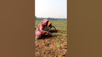 Manual Weeding in Onion Field #shorts