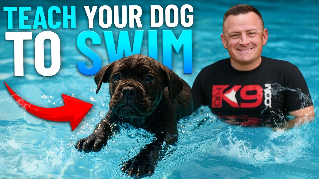 How To Teach Your Puppy to Swim in 5 Easy Steps!