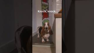 comedian basset's jokes keep us laughing!  #bassethound #dog #shorts