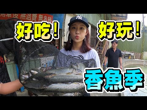 【亦起來釣魚】香魚季開跑囉!好吃的香魚哪裡釣呢?