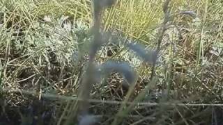 картинка: MOV00634 село Макинка.Вид с Р.У.самолета