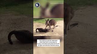 Playful Kangaroo Acts Like Pet Dog